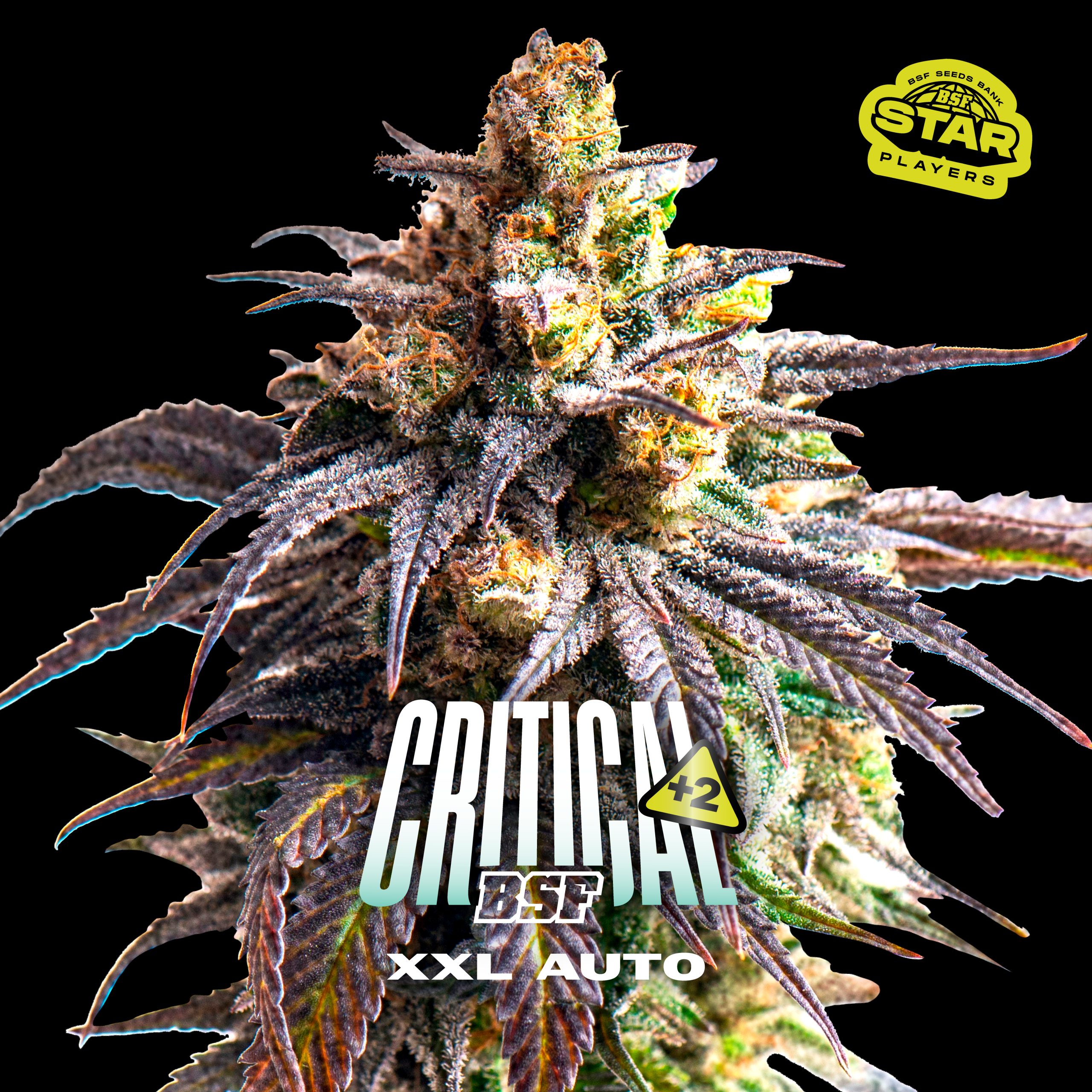 Critical +2 XXL Auto - Imagem 7