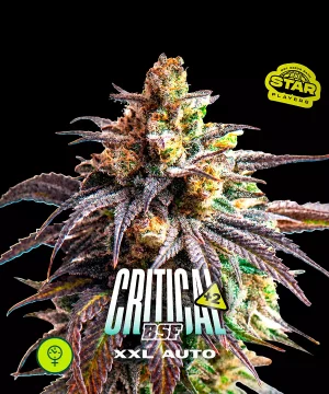 Critical +2 XXL Auto