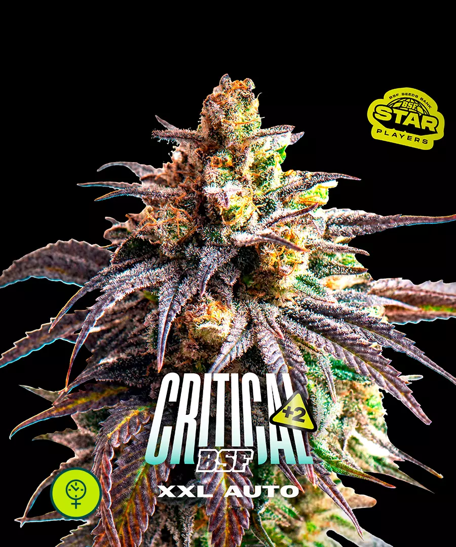Critical +2 XXL Auto
