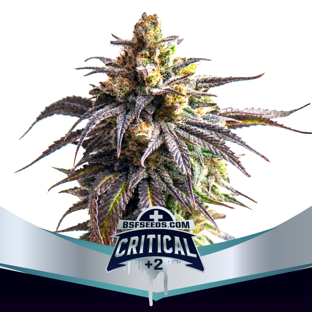 Critical +2 XXL Auto - Imagem 3