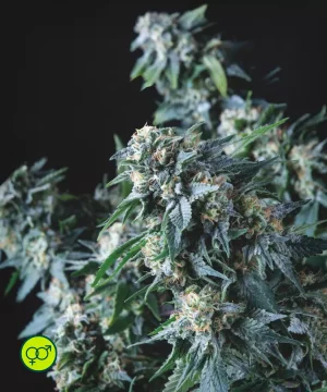 Amnesia Gold Regular