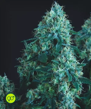 Black Cherry Punch Regular