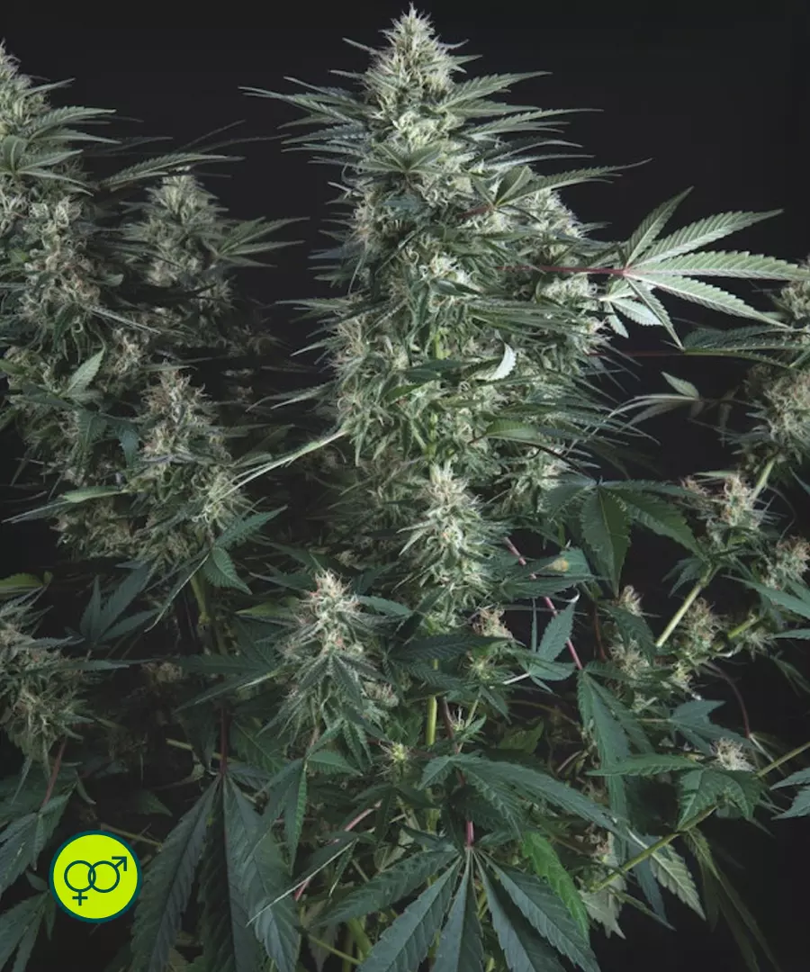 Super OG Kush Regular