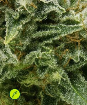 CBD-NewYorkCity-AUTO