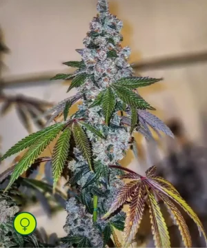 Cherry Pie OG S1 - flor