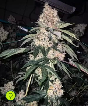 Lemon Whhip Haze IBL - flor