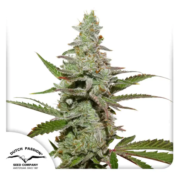Amsterdam Amnesia® - Imagem 4