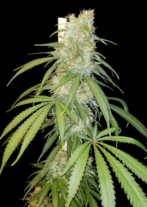 Amsterdam Amnesia® - Imagem 2