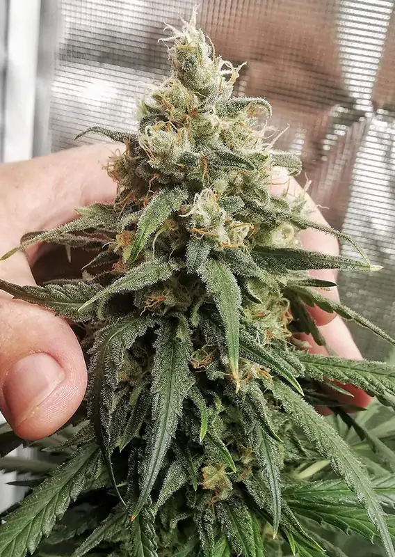 Amsterdam Amnesia® - Imagem 3
