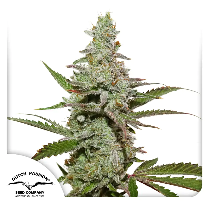Amsterdam Amnesia® - Imagem 4
