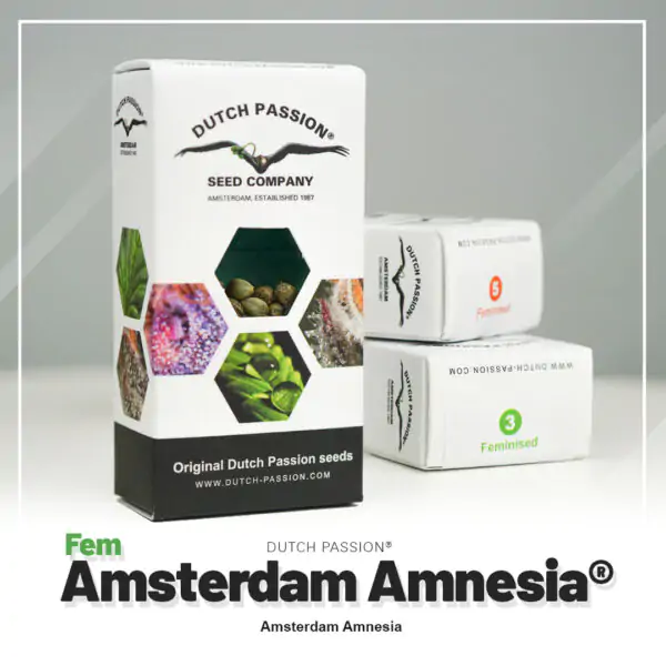 Amsterdam Amnesia® - Imagem 5