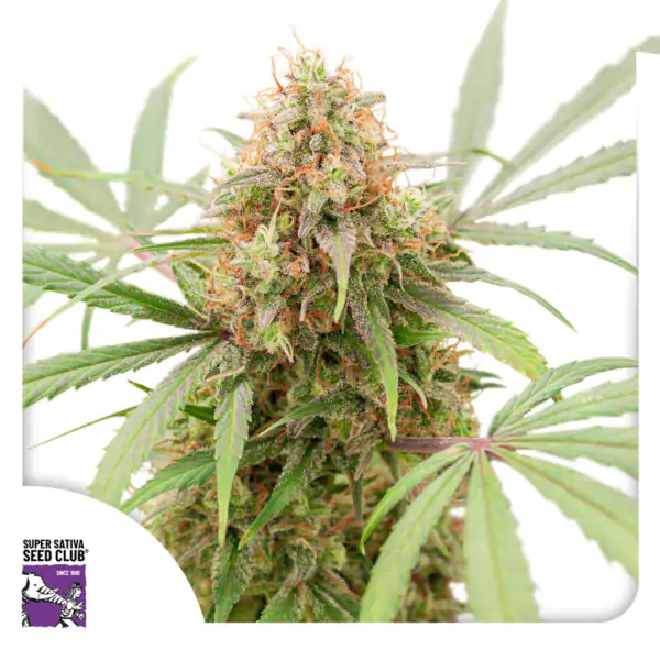 Auto Purple OG Punch - Imagem 3