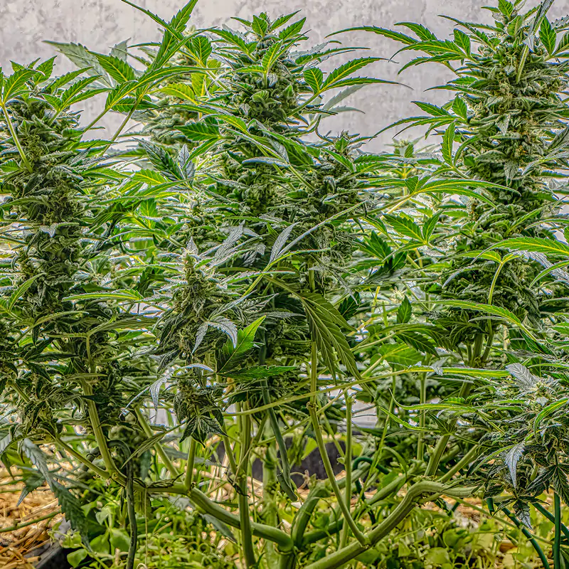 Auto AK Triple Haze - Imagem 2