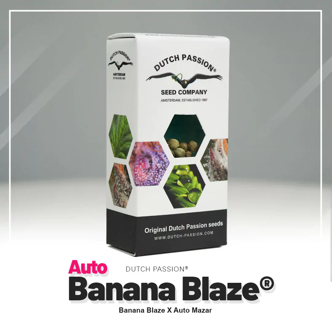 Auto Banana Blaze® - Imagem 4