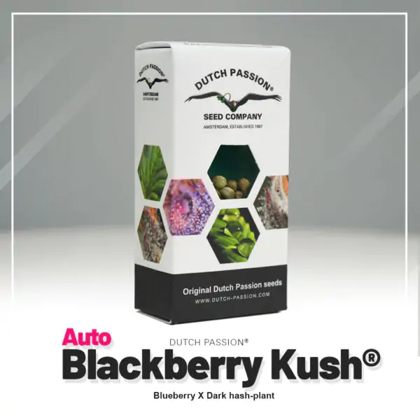 Auto Blackberry Kush® - Imagem 5