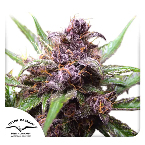 Auto Blackberry Kush® - Imagem 4