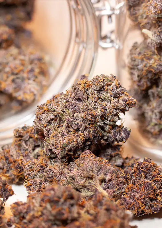 Auto Blackberry Kush® - Imagem 3