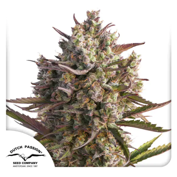 Auto Blueberry® - Imagem 4