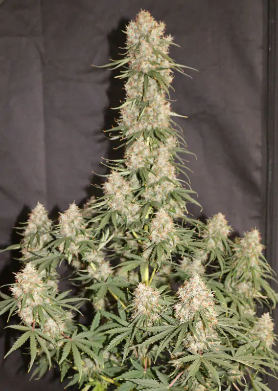 Auto Blueberry® - Imagem 2