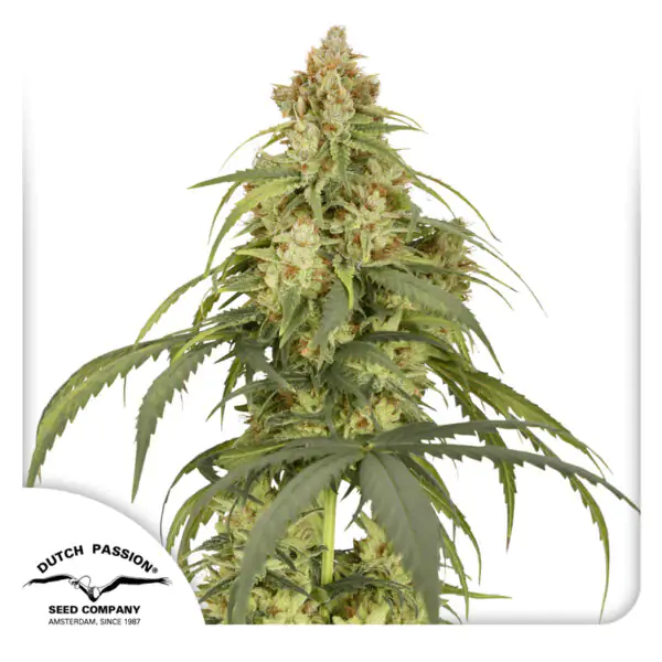 Auto CBD-Victory® - Imagem 2