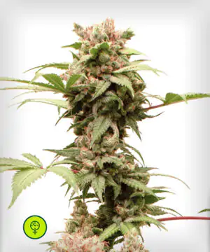 Auto-CBG-Force