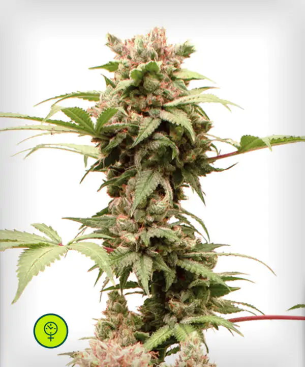 Auto-CBG-Force