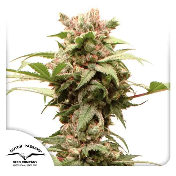 Auto CBG-Force® - Imagem 2