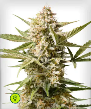 Auto-Cinderella-Jack