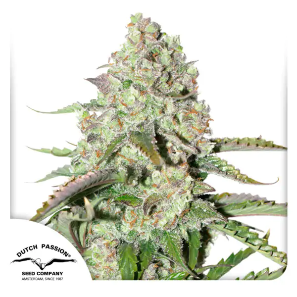 Auto Colorado Cookies® - Imagem 4