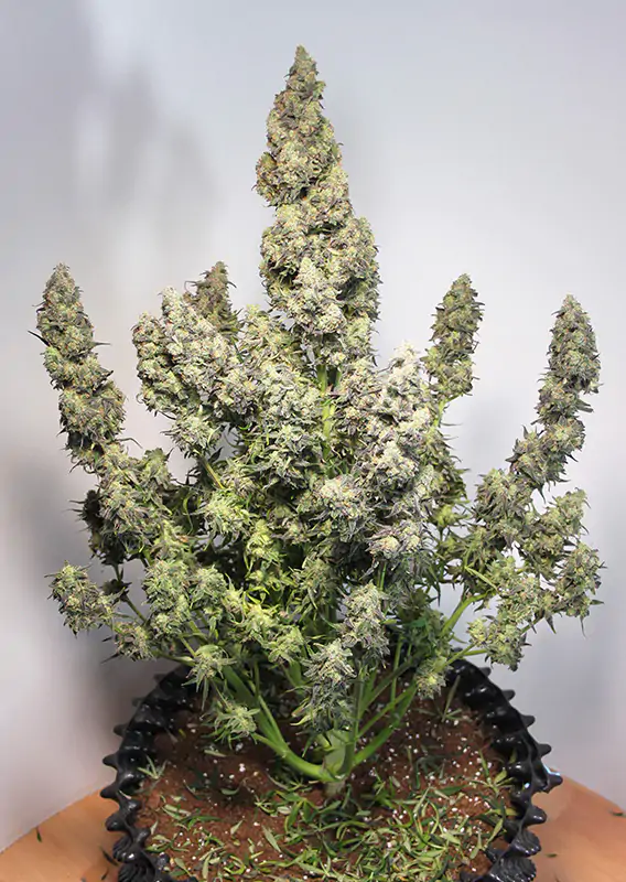 Auto Colorado Cookies® - Imagem 2