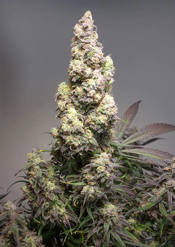Auto Colorado Cookies® - Imagem 3