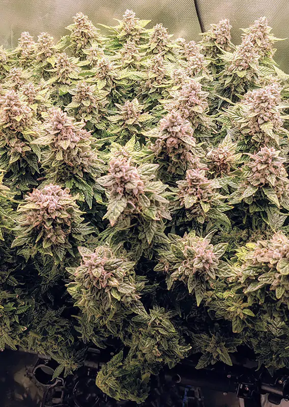 Auto Euforia® - Imagem 2