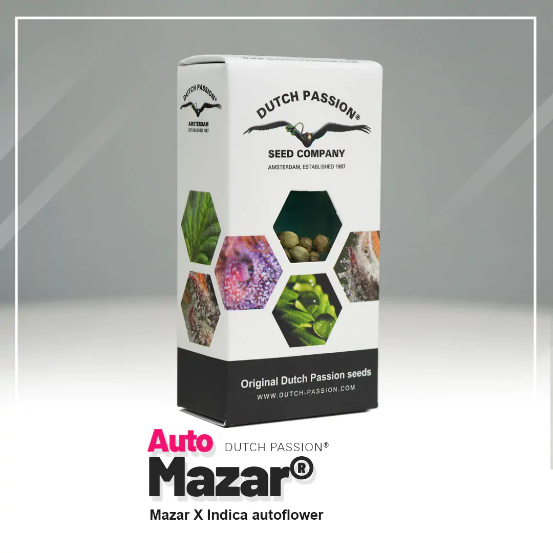 Auto Mazar® - Imagem 2