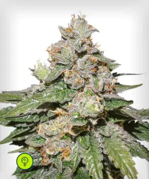 Auto-Mokums-Tulip