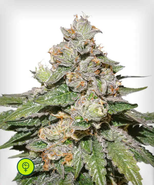 Auto-Mokums-Tulip