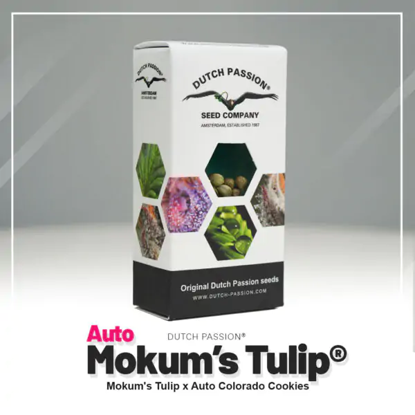 Auto Mokum’s Tulip® - Imagem 5