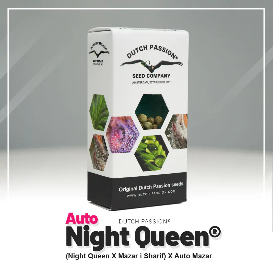 Auto Night Queen® - Imagem 5