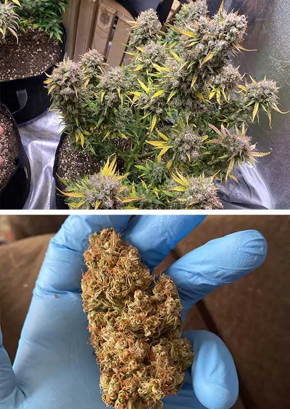 Auto Night Queen® - Imagem 3