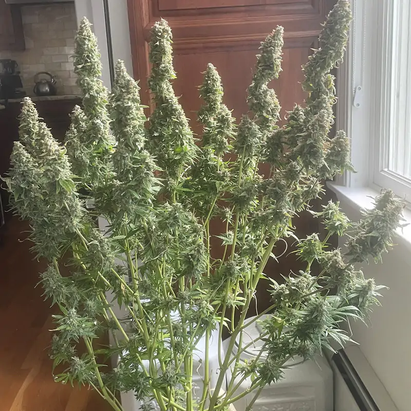 Auto Northern Dragon Fuel - Imagem 2