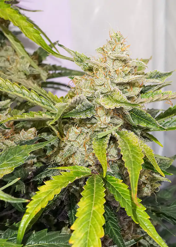 Auto Skywalker Haze® - Imagem 3