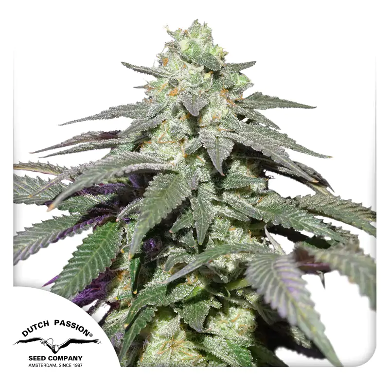 Auto Skywalker Haze® - Imagem 4