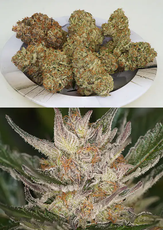 Auto Trichome & Cream® - Imagem 3