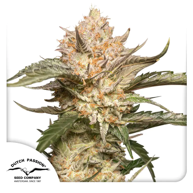 Auto Trichome & Cream® - Imagem 4