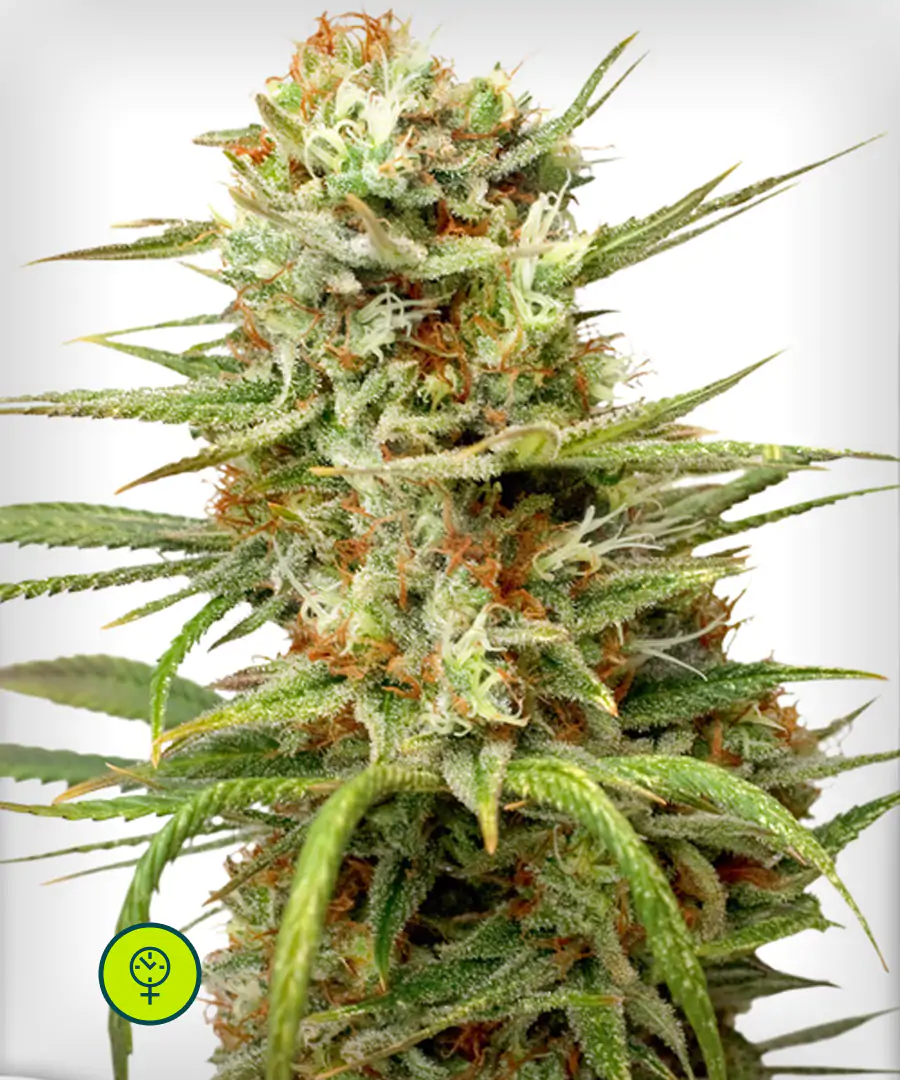 Auto-White-Widow