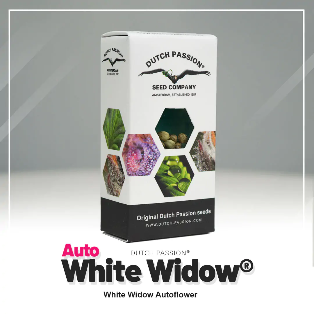 Auto White Widow® - Imagem 5