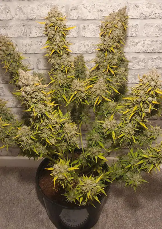 Auto White Widow® - Imagem 2