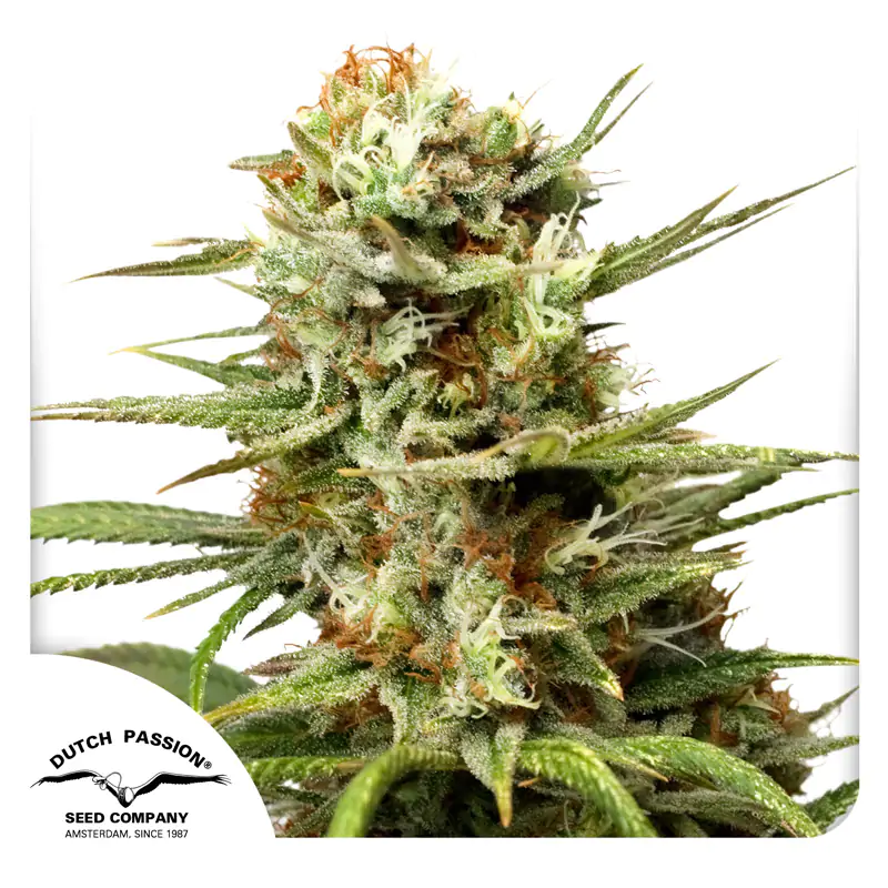 Auto White Widow® - Imagem 4