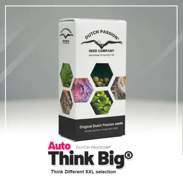 Auto Think Big® - Imagem 5