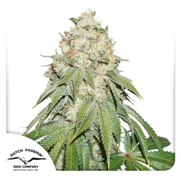 Banana Blaze® - Imagem 4