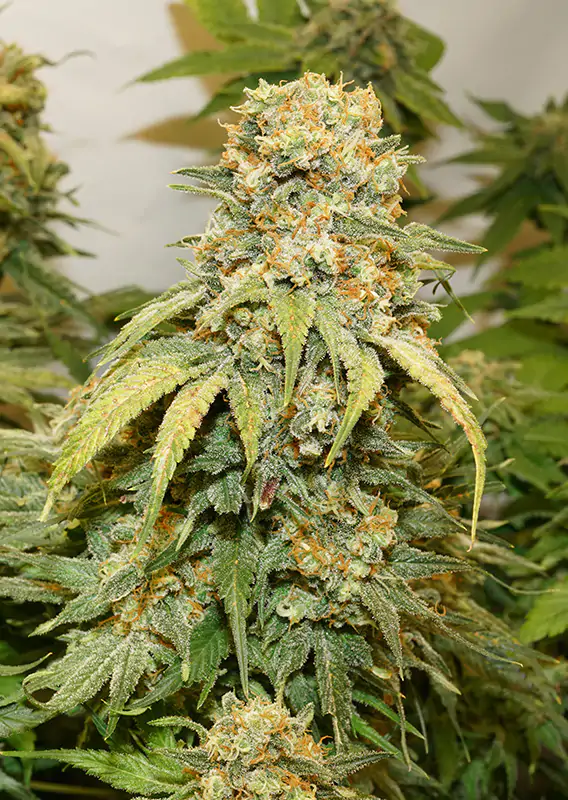 Banana Blaze® - Imagem 2
